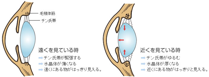 調節の機構